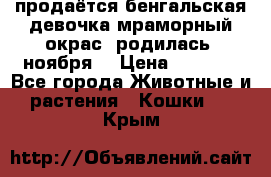 продаётся бенгальская девочка(мраморный окрас).родилась 5ноября, › Цена ­ 8 000 - Все города Животные и растения » Кошки   . Крым